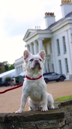 French Bulldog dogs for stud: Visual Fluffy New Shade Producer in Witham - Video 2